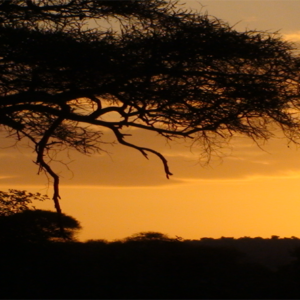 Tarangire-Sunrise Tarangire-Sunrise