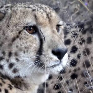 Cheetah Cheetah