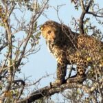 African Leopard, Kruger National Park African Leopard, Kruger National Park
