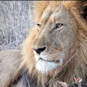 Lion - Karongwe Private Game Reserve, South Africa Lion - Karongwe Private Game Reserve, South Africa