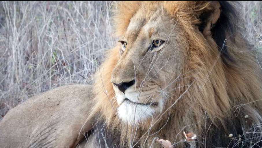 Lion - Karongwe Lion - Karongwe