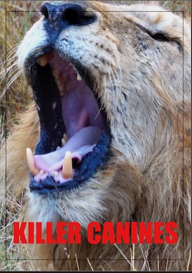 Killer Canines