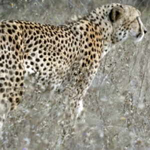 Male Cheetah Bush Walk