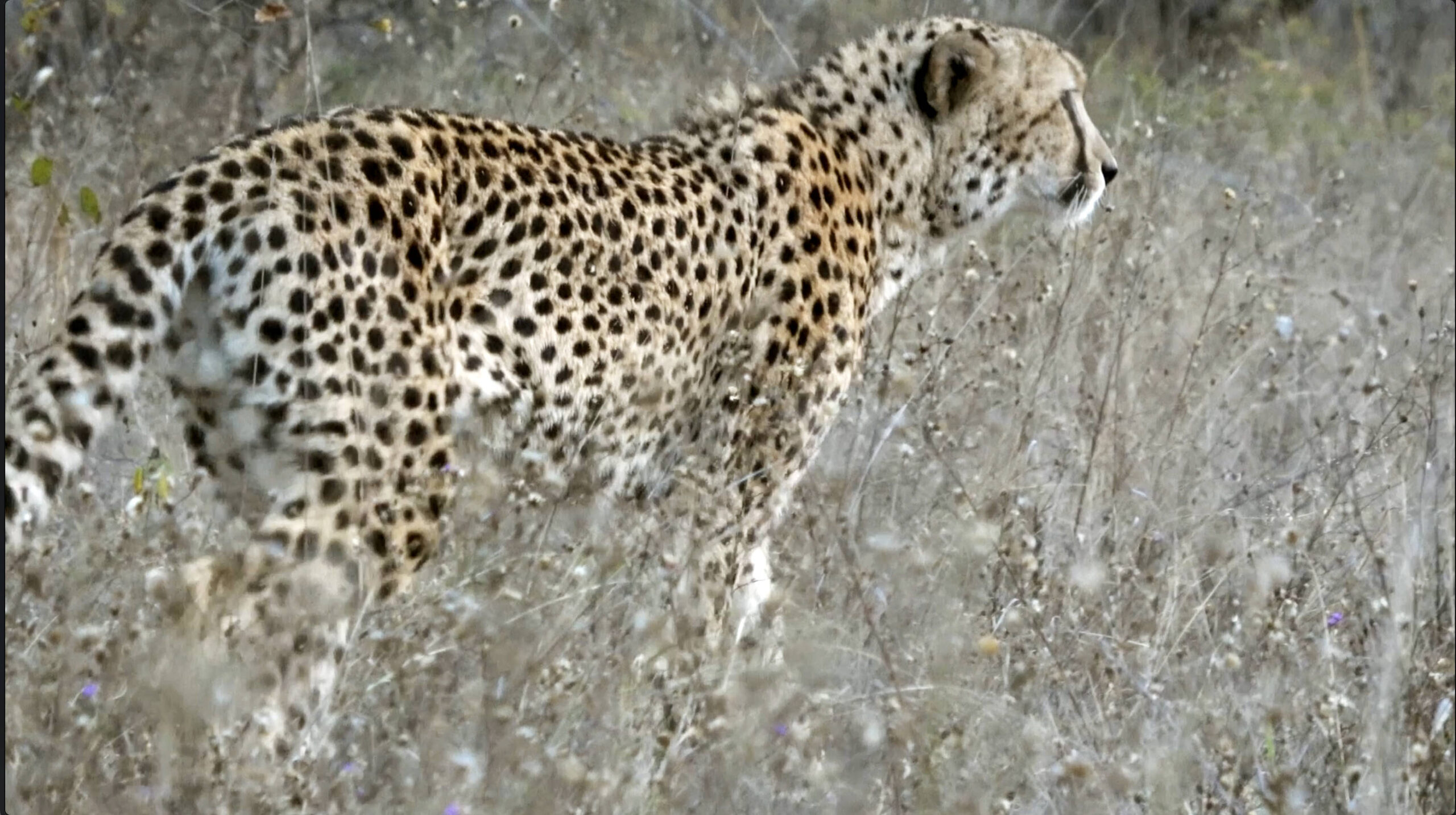 Male Cheetah Bush Walk Male Cheetah Bush Walk
