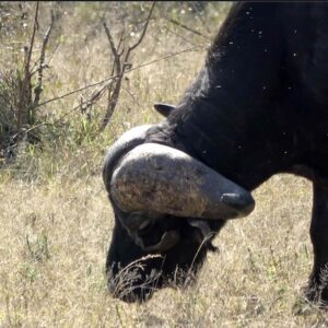 African Cape Buffalo African Cape Buffalo