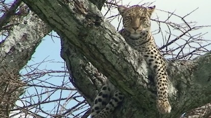 Leopard - Maasai Mara Leopard - Maasai Mara