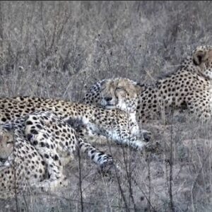 Male Cheetahs Siblings M Male Cheetahs Siblings M