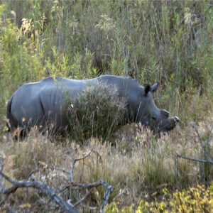 White Rhino - Karongwe Private Game Reserve White Rhino - Karongwe Private Game Reserve