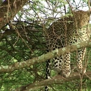 Leopard - Mbuzi Mawe Serengeti National Park