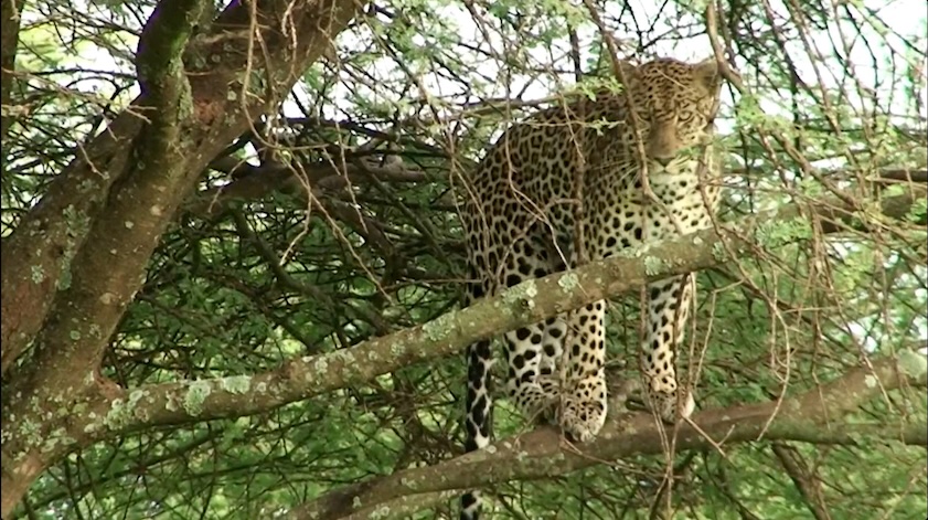 Leopard - Mbuzi Mawe Serengeti National Park Leopard - Mbuzi Mawe Serengeti National Park
