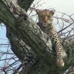 Leopard on Tree Fork Serengeti Leopard on Tree Fork Serengeti