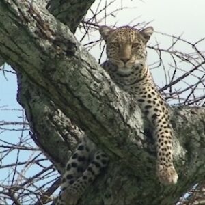 Leopard on Tree Fork Serengeti National Park Leopard on Tree Fork Serengeti National Park