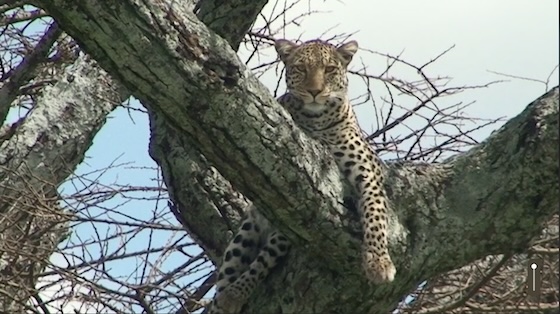 Leopard on Tree Fork Serengeti Leopard on Tree Fork Serengeti