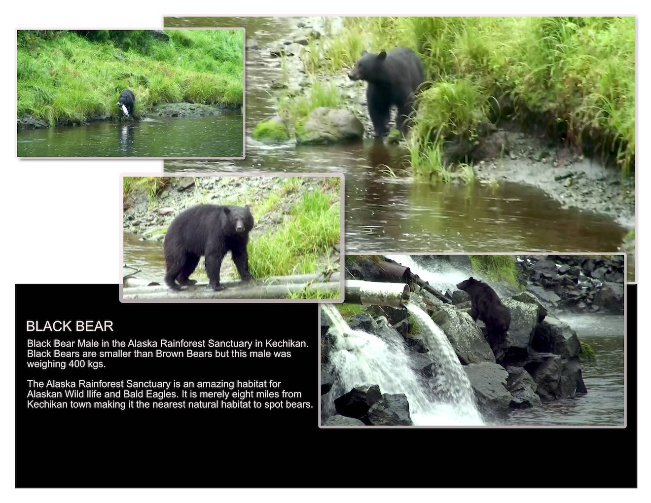 Alaska Black Bear Photo Collage Alaska Black Bear Photo Collage