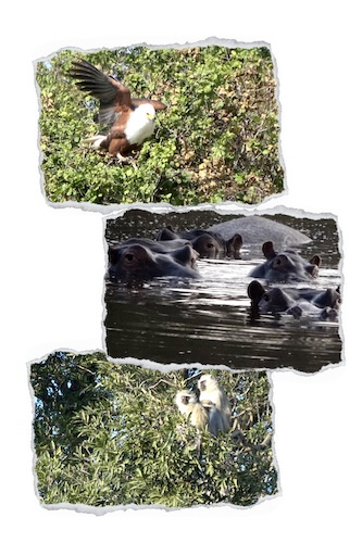 Scrapbook Photo Collage - Eagle Hippo Monkey Scrapbook Photo Collage - Eagle Hippo Monkey