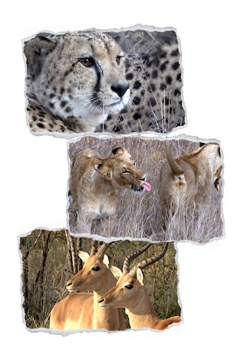 Wildlife Scrapbook Photo Collage Wildlife Scrapbook Photo Collage