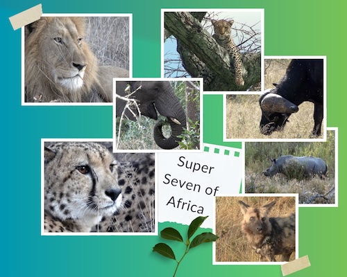 Super Seven of Africa Photo Collage Super Seven of Africa Photo Collage