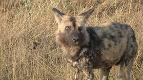 Wild Dog - Kruger National Park Wild Dog - Kruger National Park