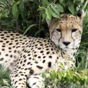 Cheetah Resting - Masai Mara National Reserve Kenya Cheetah Resting - Masai Mara National Reserve Kenya