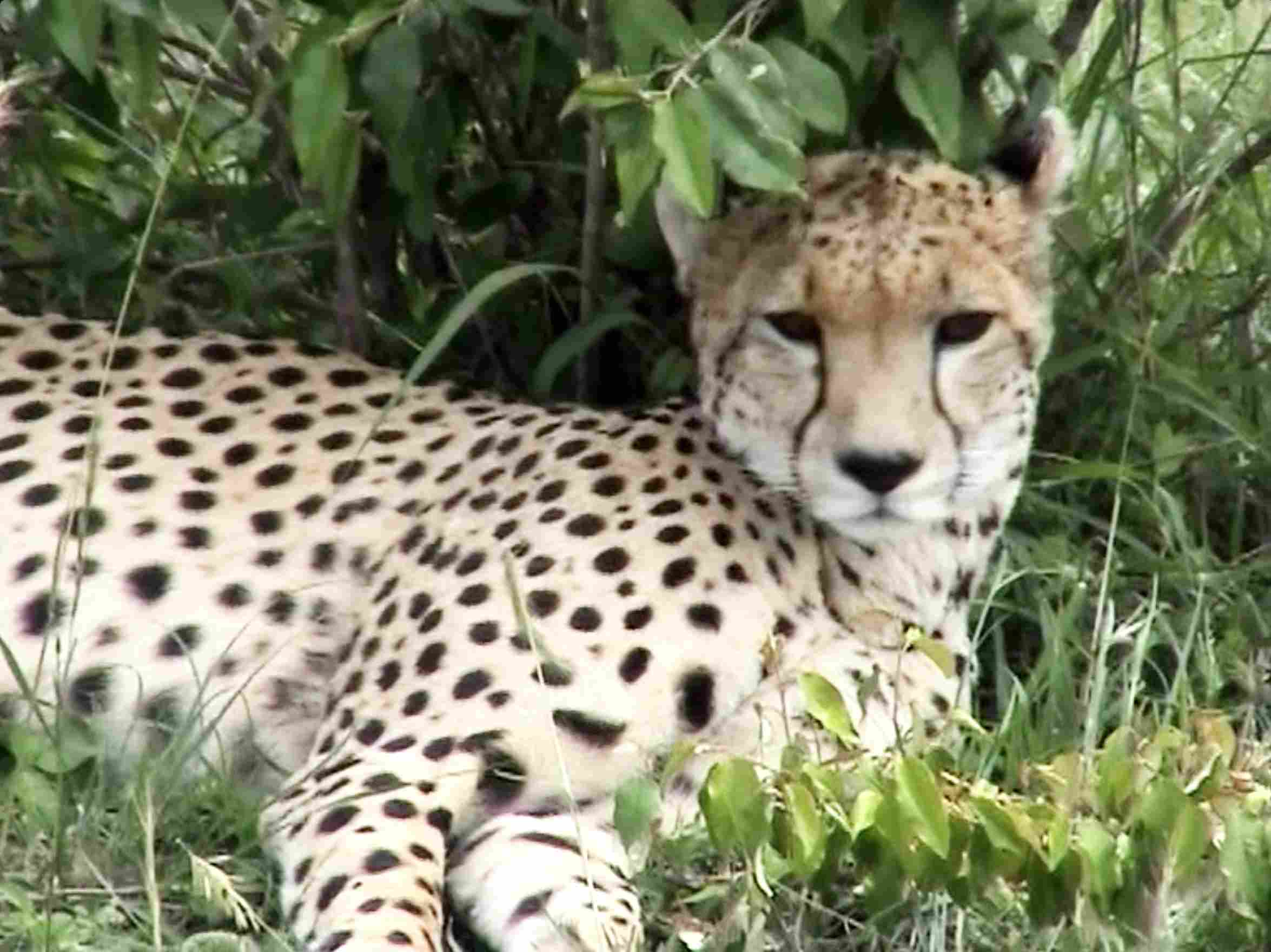 Cheetah Resting - Masai Mara National Reserve Kenya