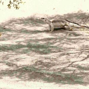 Desert Lizard - 100 degrees F Death Valley National Park California Af Ph Cor Desert Lizard - 100 degrees F Death Valley National Park California Af Ph Cor