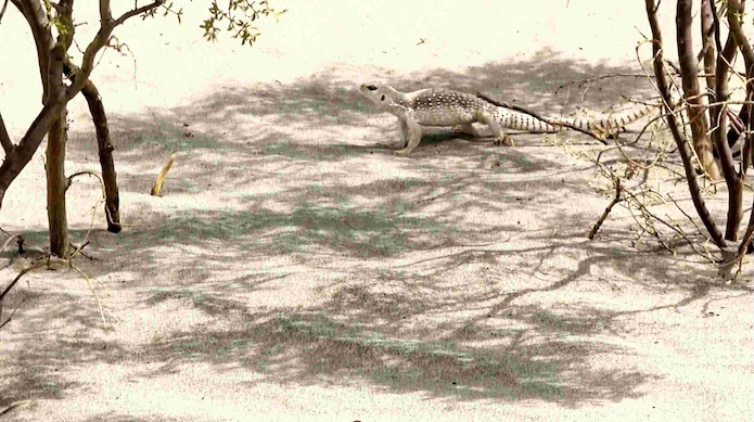 Desert Lizard - 100 degrees F Death Valley National Park California Af Ph Cor Desert Lizard - 100 degrees F Death Valley National Park California Af Ph Cor