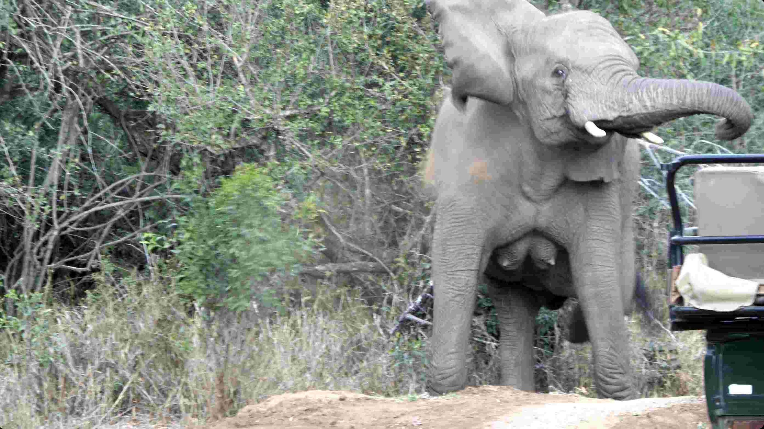 Elephant Spooks right before Game Drive Vehicle Elephant Spooks right before Game Drive Vehicle