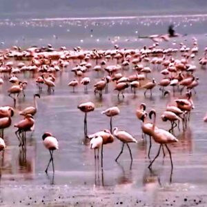 Flamingoes - Lake Nakuru National Park Kenya Flamingoes - Lake Nakuru National Park Kenya