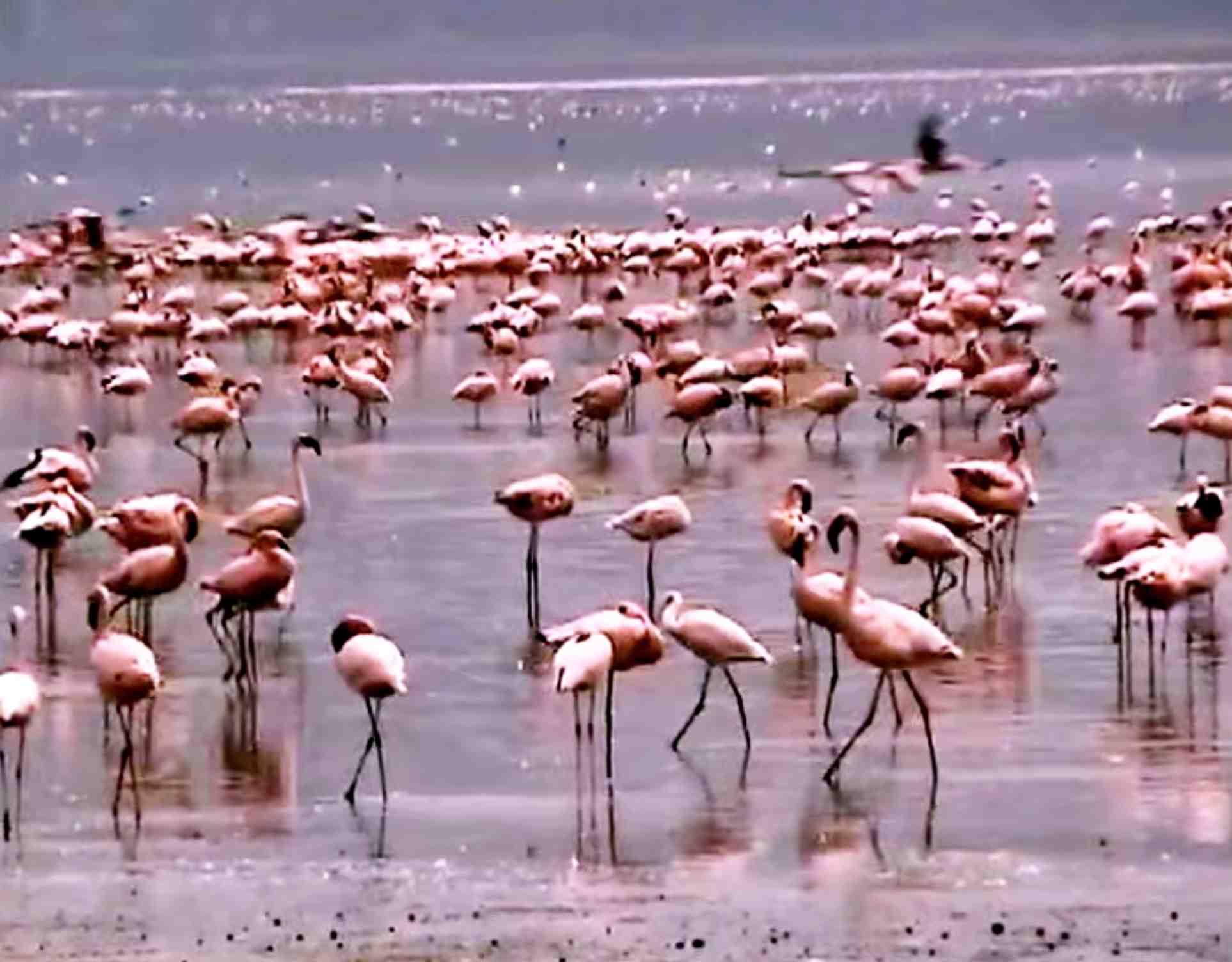 Flamingoes - Lake Nakuru National Park Kenya Flamingoes - Lake Nakuru National Park Kenya