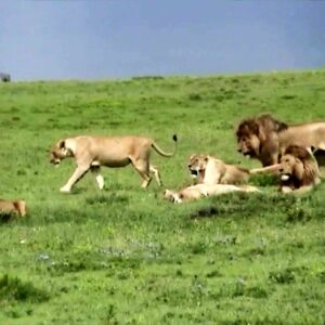 Lion Parade - Ngorongoro Conservation Area Af Ph Cor