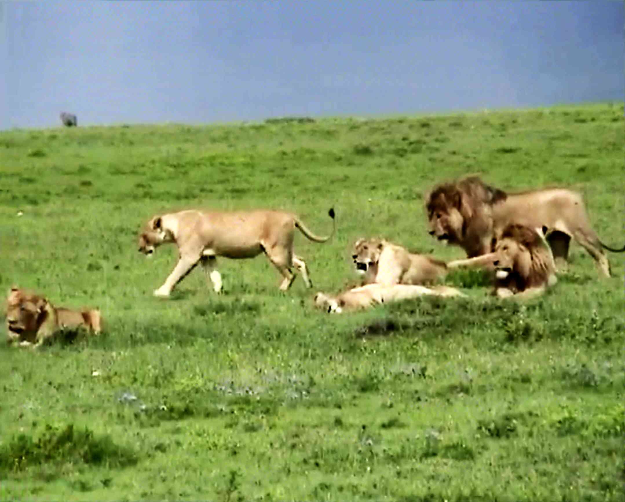 Lion Parade - Ngorongoro Conservation Area Af Ph Cor Lion Parade - Ngorongoro Conservation Area Af Ph Cor