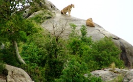 Lionesses resting on rock top - Serengeti National Park Lionesses resting on rock top - Serengeti National Park