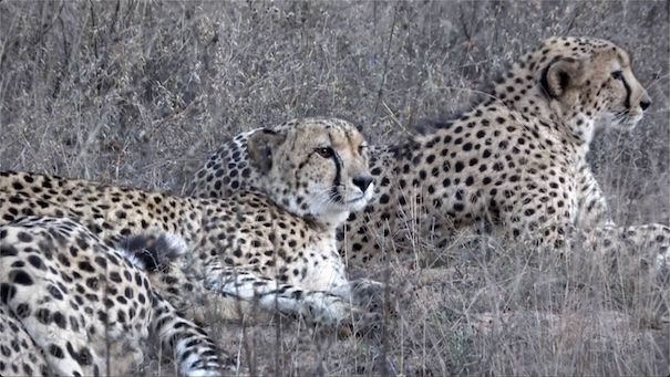 Male Cheetah Siblings - Karongwe Private Game Reserve South Africa Male Cheetah Siblings - Karongwe Private Game Reserve South Africa
