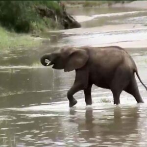 Elephant Cub Drinking Water from Trunk - Tarangire National Park Elephant Cub Drinking Water from Trunk - Tarangire National Park