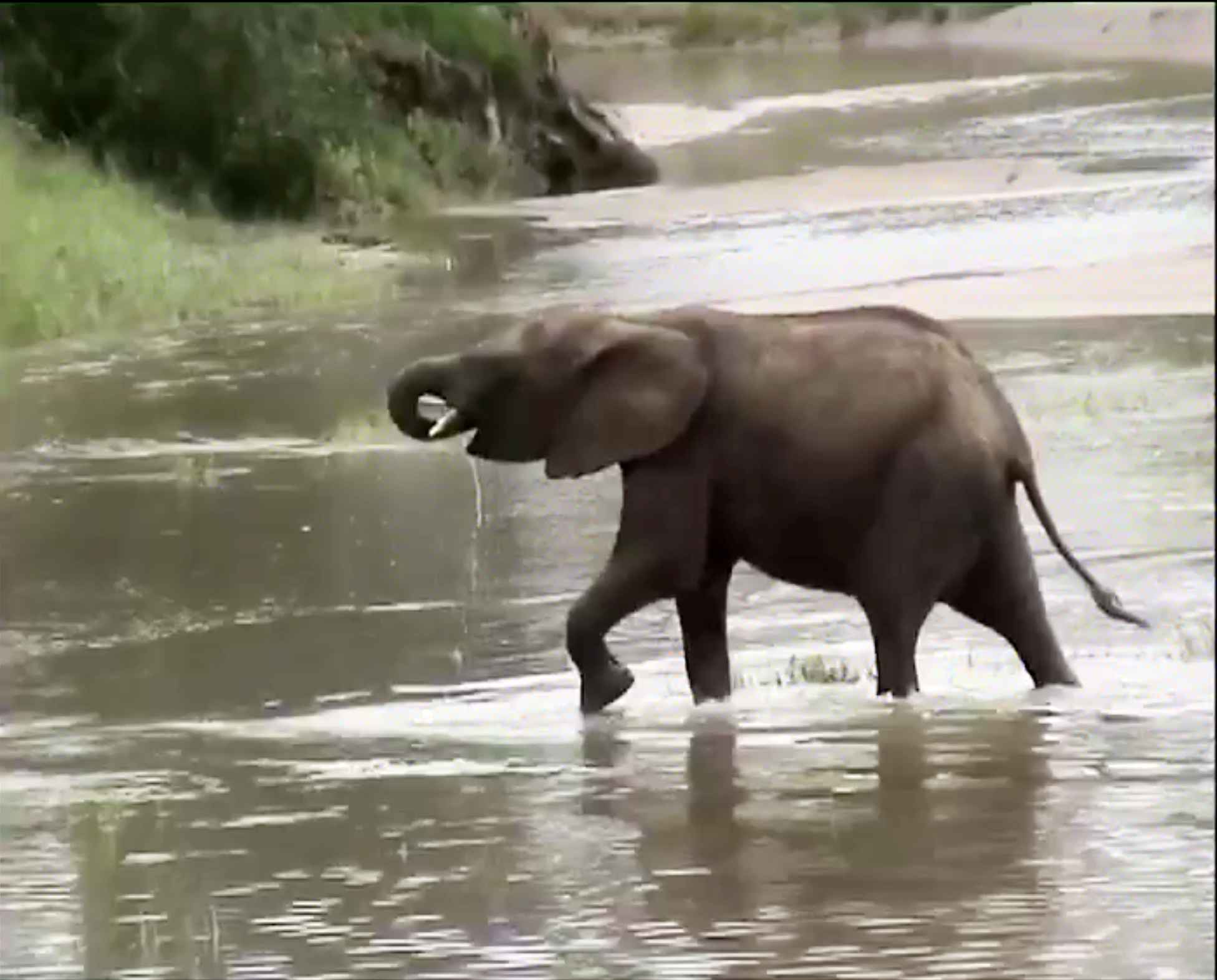 Elephant Cub Drinking Water from Trunk - Tarangire National Park