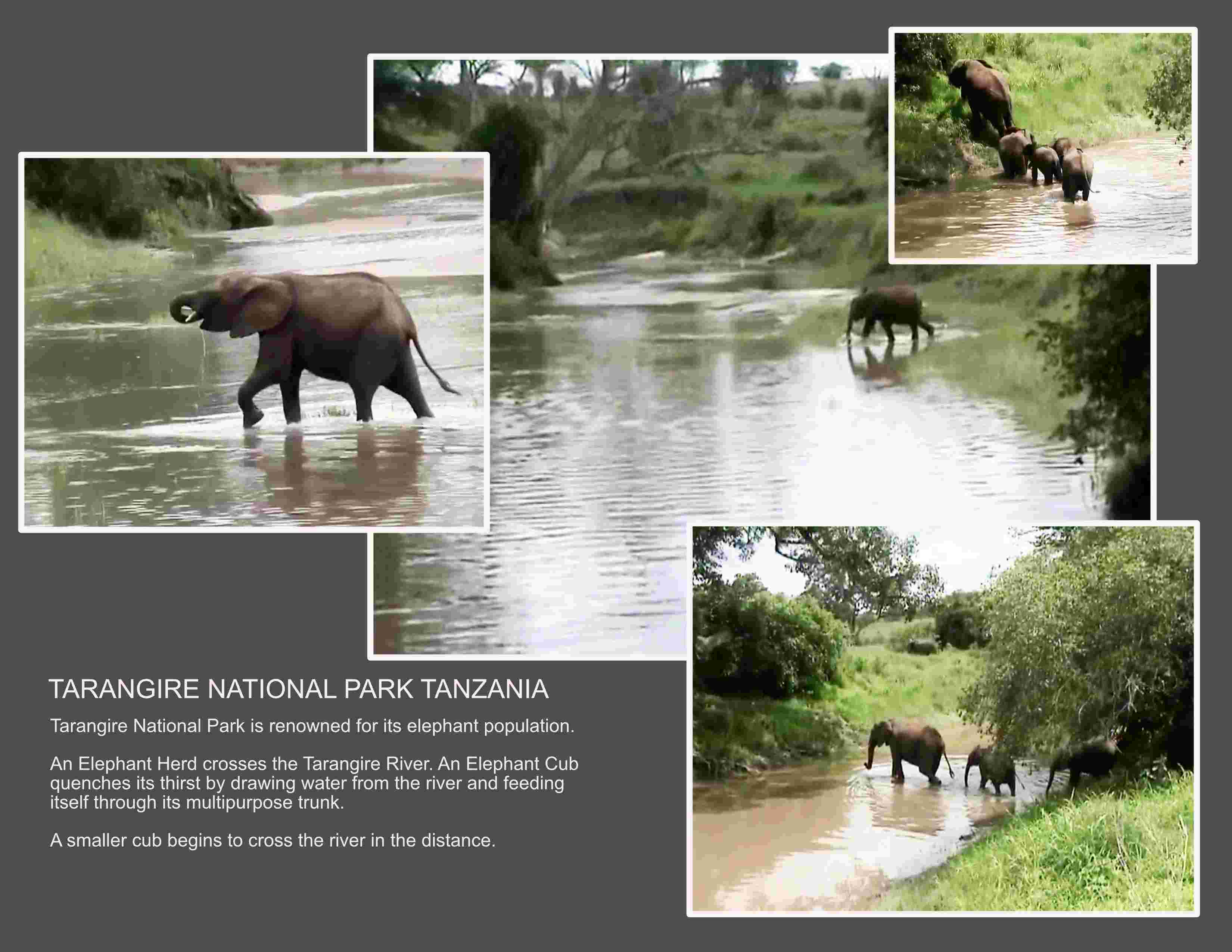 Elephant Herd Crossing Tarangire River Elephant Herd Crossing Tarangire River