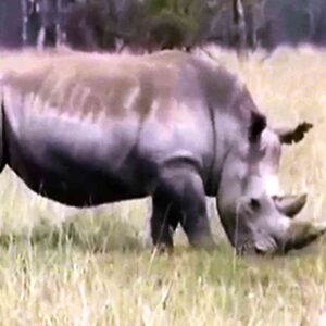 White Rhinoceros - Lake Nakuru National Park White Rhinoceros - Lake Nakuru National Park