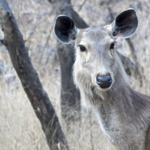 Sambar Deer - Female Sambar Deer - Female