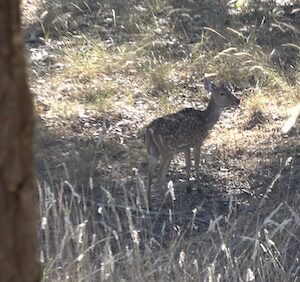 Spotted Deer (Chital) Stalked by Tigress Trishooli
