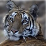 Tigress Dotty - Tala - Bandhavgarh