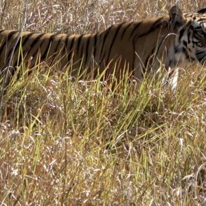 Tigress Trishooli Close Up 4K Profile Af Clr Corr Tigress Trishooli Bandhavgarh National Park