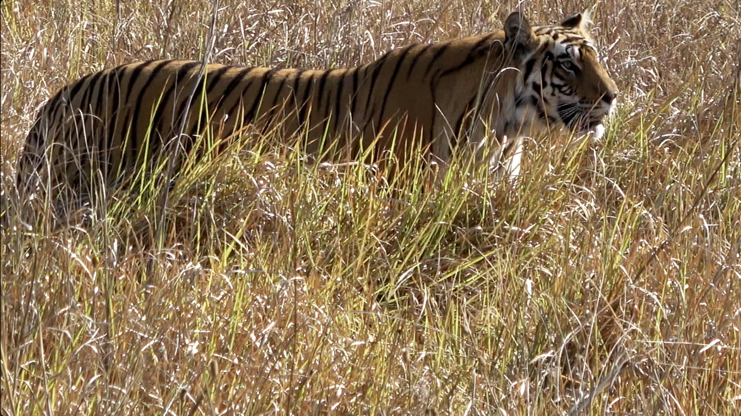 Tigress Trishooli Close Up 4K Profile Af Clr Corr Tigress Trishooli Bandhavgarh National Park