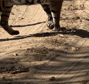 Tigress Trishooli Left Paw