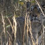 Trishooli on the Hunt - Magadhi - Bandhavgarh Trishooli on the Hunt - Magadhi - Bandhavgarh
