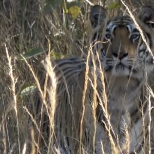 Trishooli on the Hunt - Magadhi - Bandhavgarh