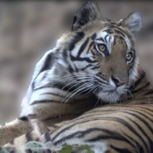 img_2671.jpg Bengal Tiger - Dotty - Bandhavgarh National Park