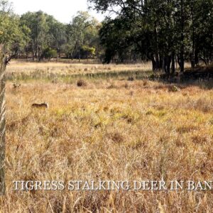 Scene Set for a Tigress Ambush Bandhavgarh 4K Alt small Scene Set for a Tigress Ambush Bandhavgarh 4K Alt small