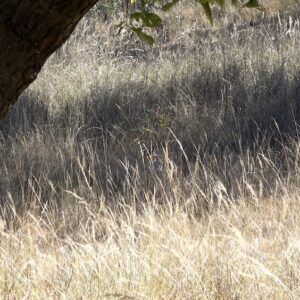 Tigress Trishuli Camouflaged in the Tall Grass of Magadhi in Bandhavgarh Tigress Trishuli Camouflaged in the Tall Grass of Magadhi in Bandhavgarh