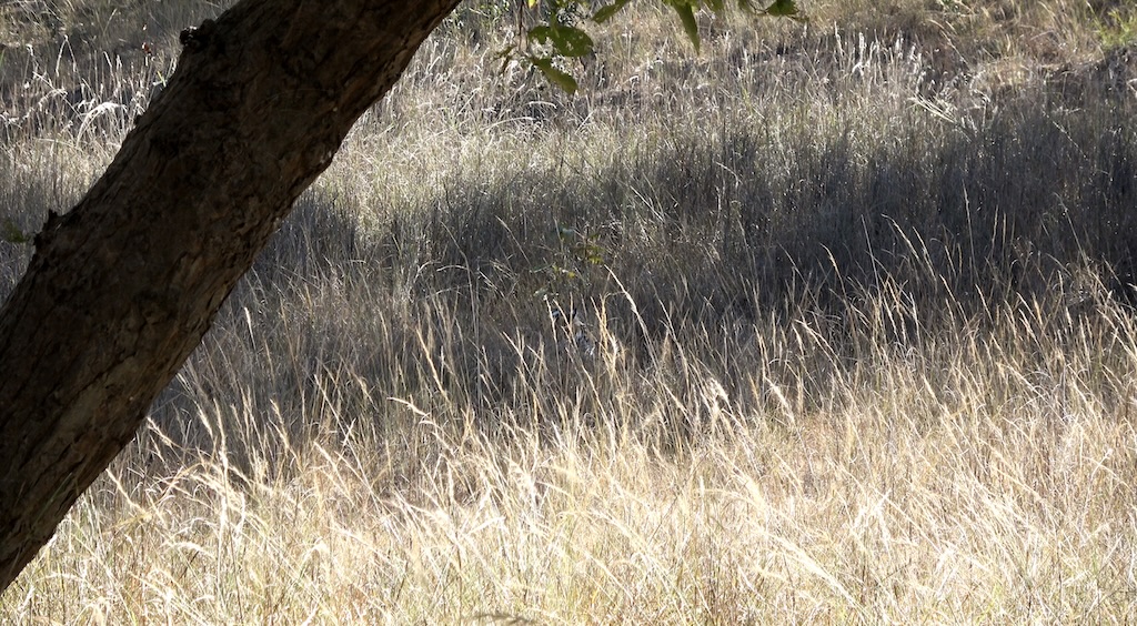 Tigress Trishuli Camouflaged in the Tall Grass of Magadhi in Bandhavgarh