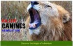 Coming Soon…
Killer Canines Free Newsletter.
Join the adventure of wildlife and nature at their exciting best.
Best African Game Reserves, Best National Parks of USA, Spectacular@Road Trips and more…
https://voyagesofdiscoveryblog.com